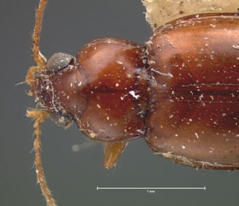Media type: image;   Entomology 5581 Aspect: pronotum dorsal
